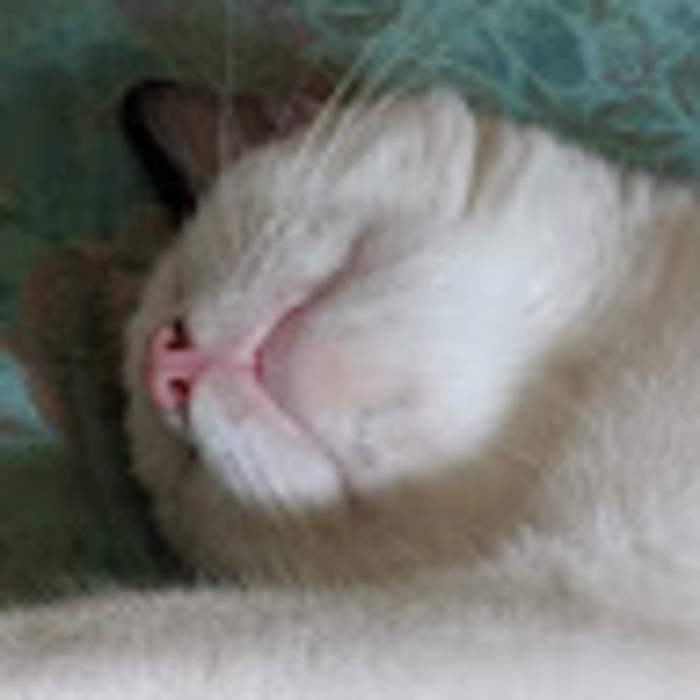 Meet your Posher, Acey